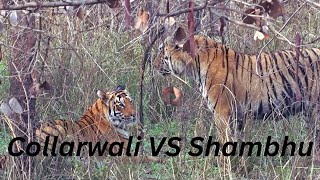 Collarwali VS Shambhu  Tiger fight  Tadoba Andhari Tiger Reserve [upl. by Eladnyl]