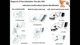 Identification of Flea speciesMorphological identification of Flea [upl. by Rehpotirhc]