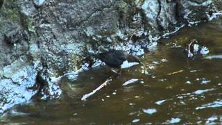 Dipper in the Burngreen Kilsyth [upl. by Mark]