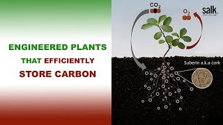 Engineered Plants that Efficiently Store Carbon [upl. by Inaluiak]