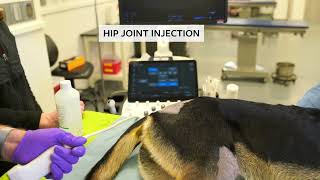 Ultrasoundguided arthrocentesis amp intraarticular injections of the hip amp shoulder joints in dogs [upl. by Tezil142]