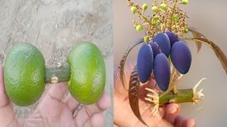 Best Natural Orange Rooting Hormone  Cool Method How I Propagation Mango Tree From Cutting [upl. by Ylrebmic122]