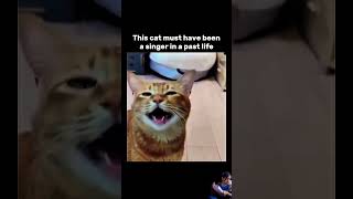 Singer cat l when your cat enjoys the live concert animals music love viralvideo youtubeshorts [upl. by Ahsayn]