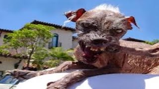 10 Worlds Ugliest Dog Breed  AllTimeTop [upl. by Rosabel]