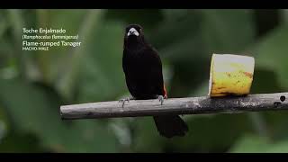 Birds of Colombia  Aves Cebadero  Birds at Feeder [upl. by Lawson231]