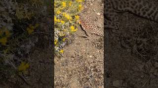 Longnosed Leopard Lizard  2024 Year List [upl. by Aleacin]