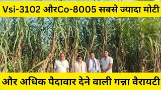 31028005 गन्ना वैरायटी की संपूर्ण जानकारी बीज उपलब्ध हैfarming ganneviralvideo kisan farming🌱😱 [upl. by Dlabihcra]