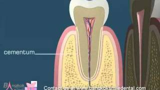 know your tooth happy dental caremp4 [upl. by Guinna]