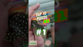 TOP 10 PLECOS 1 [upl. by Ezana]