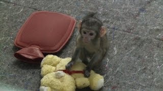 Baby monkey escapes death and recovers in Rios zoo [upl. by Tessy]