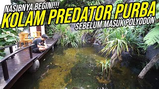 KAGET KOLAM IKAN PREDATOR PURBA SEBELUM MASUK POLYODON  NASIBNYA BEGINI [upl. by Enelehs164]