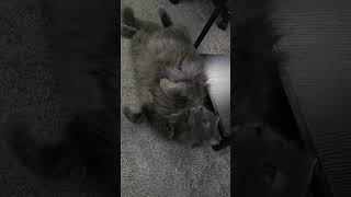 Talkative cat catlover cat catvideos [upl. by Peony]