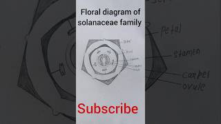 Floral diagram of solanaceae family easy pratical youtubeshorts [upl. by Raddy]