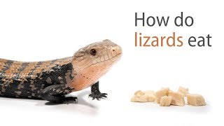 How Do Lizards Eat [upl. by Aztilem]