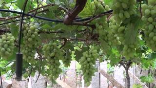 How grapes are grown [upl. by Alexio]