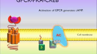 PicScience GPCR PKA CREB [upl. by Marlie869]