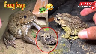 Catch the big funny frog  Catching a frog wants to laugh  Catch a frog for fun funny frog [upl. by Aduhey464]