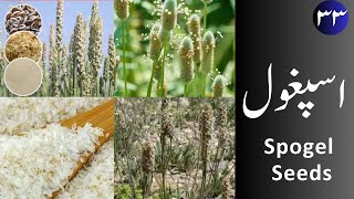 Ispaghol اسپغول Spogel Seeds uses and properties [upl. by Irik]