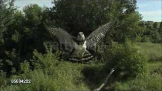 Harpy Eagle Harpia harpyja Info in description [upl. by Ainesey]