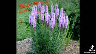 Liatris [upl. by Potash]