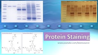 Protein Staining  Protein Gel Staining  Types Methods and principle [upl. by Esina]