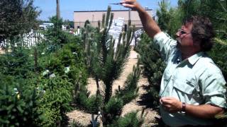 Pruning Pine and Fir Trees  Mickman Brothers Landscape Maintenance [upl. by Llemrej906]