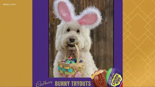 Cadbury Bunny commercial Ohio dog Annie Rose among 10 finalists in 2022 contest [upl. by Yras]