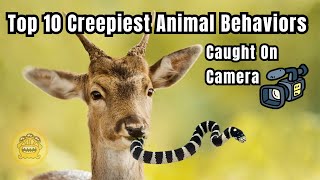 10 Amazing Animal Behaviours Caught on Spy Camera [upl. by Mahla]