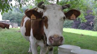 Mooing cow  Loeiende koe [upl. by Tamarah]