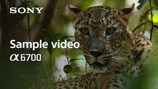 4K Sample Video  Alpha 6700  Sony  α [upl. by Enrobso]