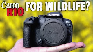 Canon R10 Field Test Using Sigma 150600C amp RF100400 [upl. by Seema]