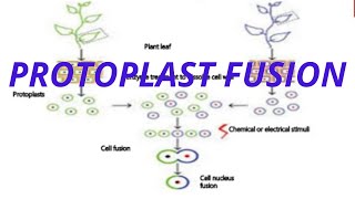 Protoplast fusion   In detail [upl. by Rhoda]