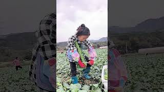 chinese broccoli goodfamer greatfarm farming farmerharvest agriculture [upl. by Prosperus]