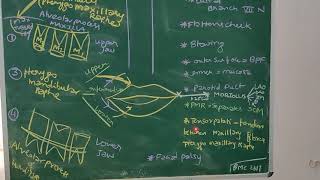 BUCCINATOR MUSCLE ANATOMY [upl. by Darius]