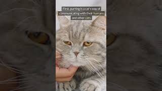 The Secret Behind a Cats Purr Unveiling the Mystery of Why Cats Purr catfacts petlovers cats [upl. by Conlen]