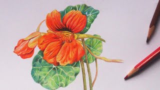 How to apply color pencils  Nasturtium flower coloring  Faber castell  Color pencil technique [upl. by Ienttirb390]