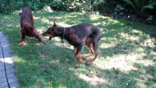 Doberman vs Irish Setter Play fight [upl. by Brandenburg]