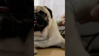 LEVANDO PUG NO VETERINÁRIO [upl. by Yorgos]