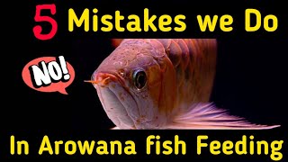 5 mistake we do in Arowana fish feeding தமிழ் Rubesh Aquarium [upl. by Ellehcirt]