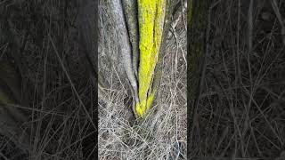 Awesome Lichen on the Dead Plant Trunk Nature’s Spray Paint [upl. by Mairim]