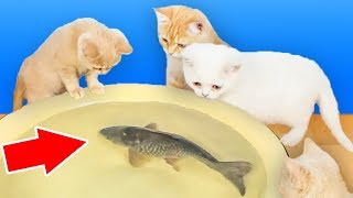 Reação Dos Gatos Ao Peixe Real Vivo [upl. by Eelyahs429]