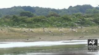 Whiffling Greylag Geese [upl. by Gare]