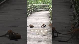 Adorable Species Squirrel Monkeys 🐦🌳🌍 [upl. by Chenee]