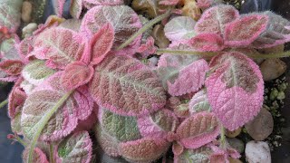 Episcia Tour 2021 and How I Grow Them [upl. by Aiam]