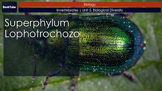 Superphylum Lophotrochozoa  Invertebrates  Unit 5 Biological Diversity [upl. by Anead]