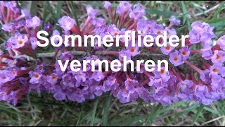 Sommerflieder vermehren Ableger Stecklinge machen Buddleja Schmetterlingsflieder [upl. by Matthews]