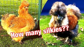 Introducing our silkies [upl. by Natanoj]