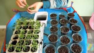 Finally Transplanting Papaya Seedlings [upl. by Hakilam]