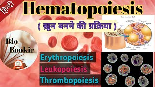 Hematopoiesis  Production of Blood Cells [upl. by Etoile]