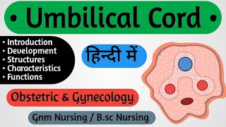 Umbilical Cord In Hindi  Obstetrics And Gynecology Nursing [upl. by Chapman]